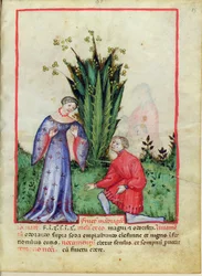 Fruit of Mandrake, from Tacuinum Sanitatis