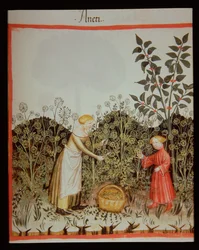 Gathering Dill, Tacuinum Sanitatis Codex Vindobonensis