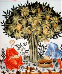 Harvesting Citrus Fruit, from the Tacuinum Sanitatis Codex Vindobonensis