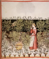 Picking Chickpeas, Tacuinum Sanitatis Codex Vindobonensis