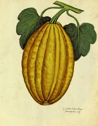 Oblong Squash by Ulisse Aldrovandi