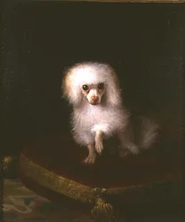 Poodle on a cushion