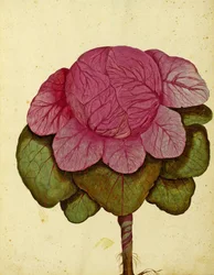 Savoy di Verona Cabbage by Ulisse Aldrovandi