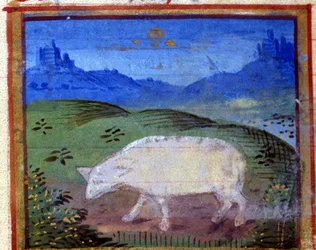 Sign of the Ram. Italian Horoscope, mid-15th century