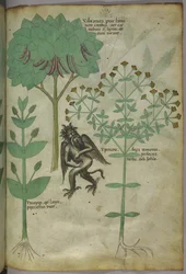 Miniature of plants and a demon: the herb Ypericon, supposedly repelled demons, from 