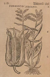 Speeches by M. P. A. Matthioli, Corrected and Augmented
