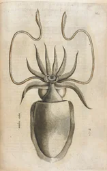 Squid, illustration from 