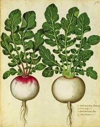 Turnip by Ulisse Aldrovandi