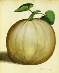 White Squash by Ulisse Aldrovandi