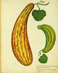Yellow Armenian cucumber by Ulisse Aldrovandi