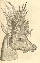 Illustration of Capreolus Polyceros from Aldrovandi