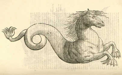 Illustration of Equus marinus monstrosus from Aldrovandi