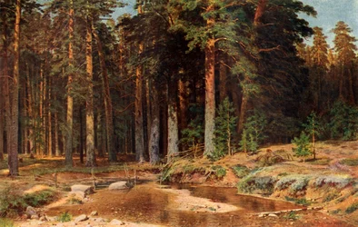 A Pine Grove