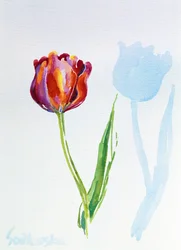 Tulip, 1998