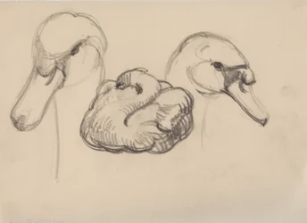 Swan and heads of swans