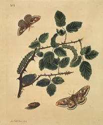 Butterflies, Caterpillars and Plants: Plate 1
