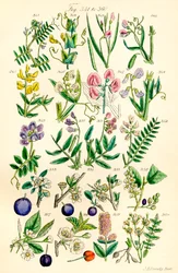 Page of colour illustrations from British Wild Flowers after a work by J. E. Sowerby and C. P. Johnson