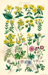 Page of colour illustrations from British Wild Flowers after a work by J. E. Sowerby and C. P. Johnson