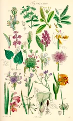 Page of colour illustrations from British Wild Flowers after a work by J. E. Sowerby and C. P. Johnson