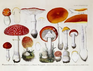 Amanita Muscaria