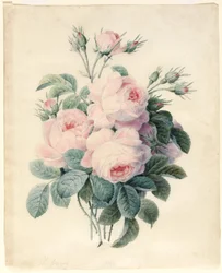 Spray of Centifolia Roses