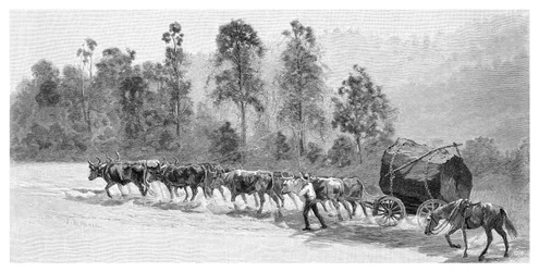 Cedar-getting on the Richmond River, New South Wales, Australia, 1886