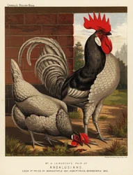 Andalusian chickens