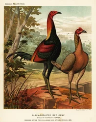 Black-breasted red game birds