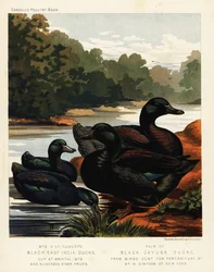 Black East India ducks and black Cayuga ducks