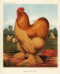 Buff Cochin Cock