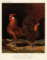 Golden-pencilled Hamburghs