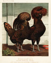 Golden spangled Polish cock and hen, after J. W. Ludlow