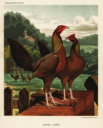 Henny or Hennie Game Birds