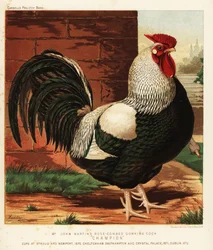 Rose-Combed Dorking Cock