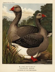 Toulouse geese with dewlap, cock and hen