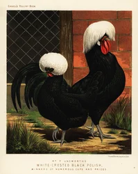 White-crested black Polish chickens