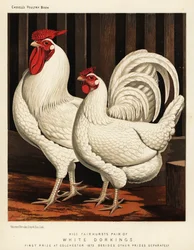 White Dorking fowl