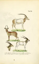 African Antelope Species