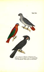 African Grey Parrot, Lory and Palm Cockatoo