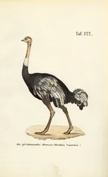 African Ostrich