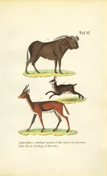 African Wildlife