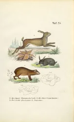 Agouti, Hare and Rabbit