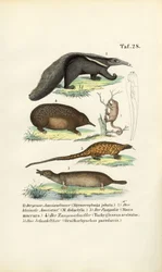 Anteaters and Other Insectivorous Mammals
