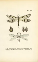 Antlions and Their Developmental Stages
