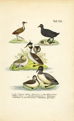 Aquatic Birds with Jacana, Eurasian Coot, Great Crested Grebe and Common Loon