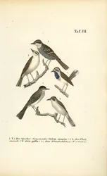 Barred Warbler, Eurasian Blackcap and Bluethroat