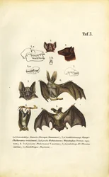 Bat Species and Their Anatomy