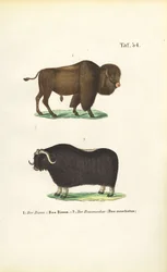 Bison and Muskox