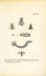 Biting and Blood-sucking Flies