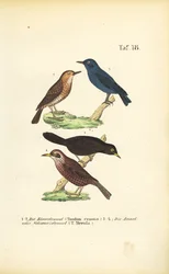 Blue Rock Thrush and Common Blackbird